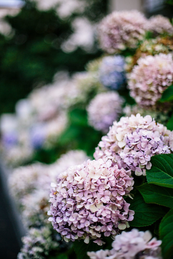 Hortensias - Biarritz, France - Bloomers.eco