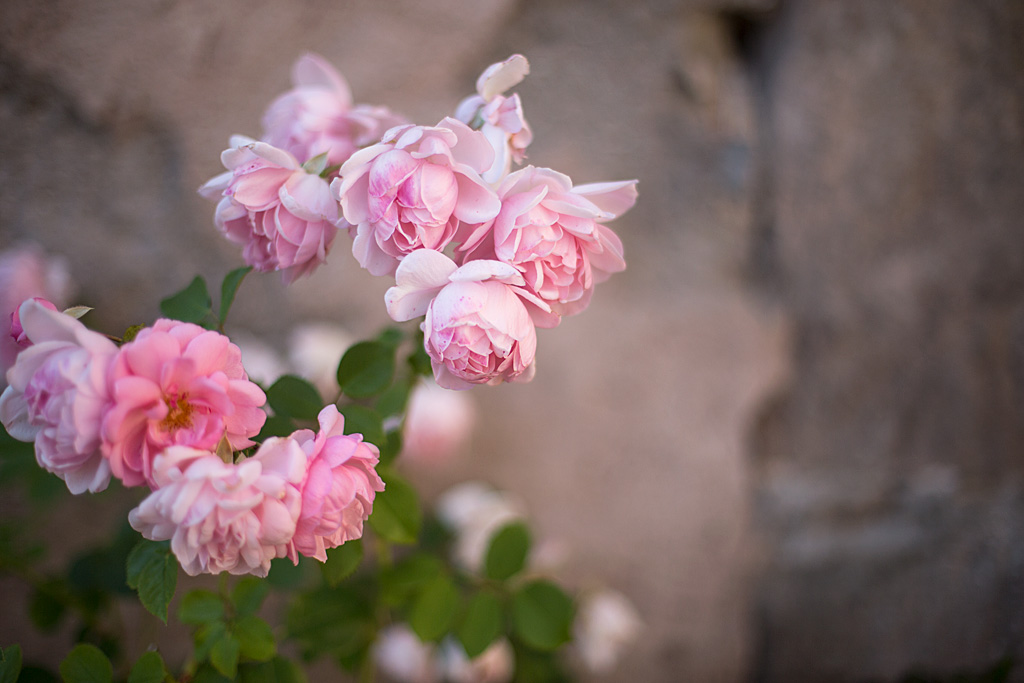 Roses | Bloomers.eco (Château de Coppet, Suisse)